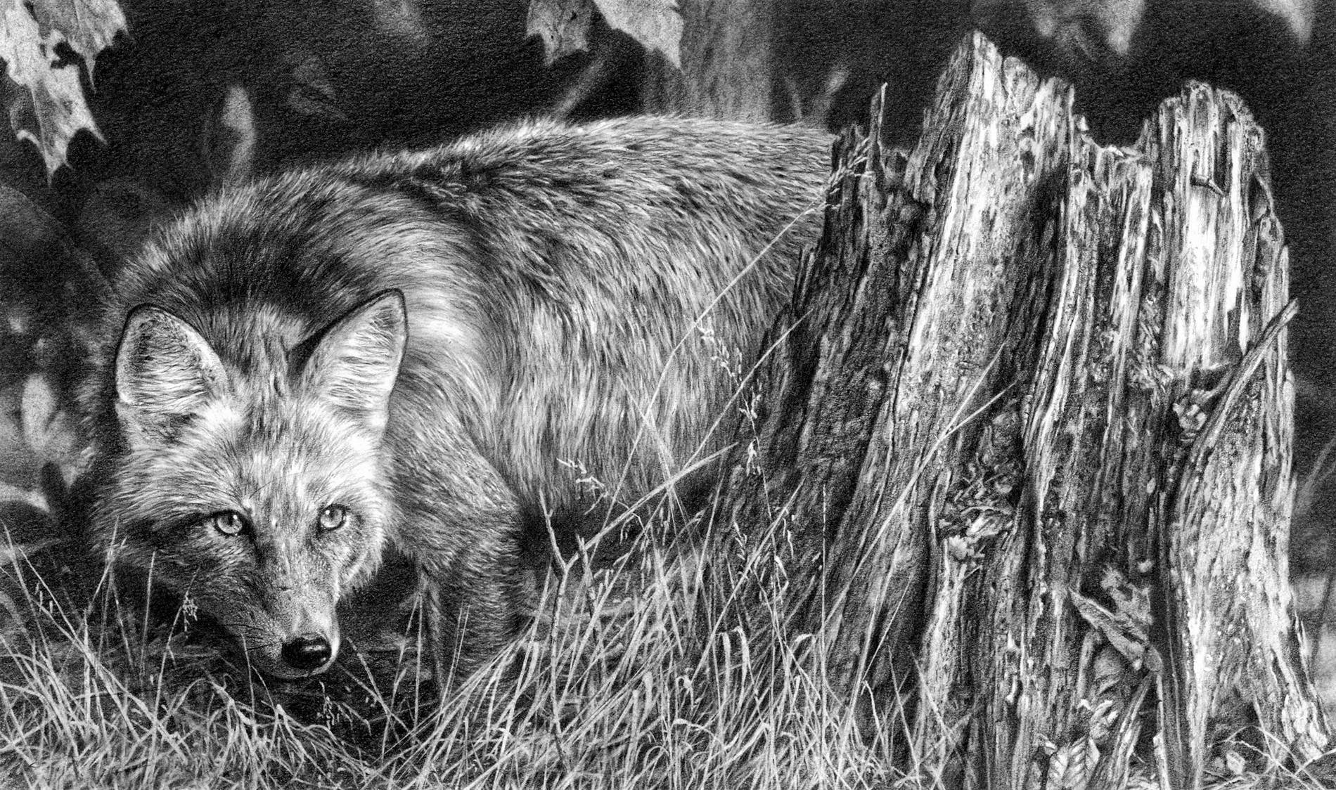 Картины художника Майер Денис волки
