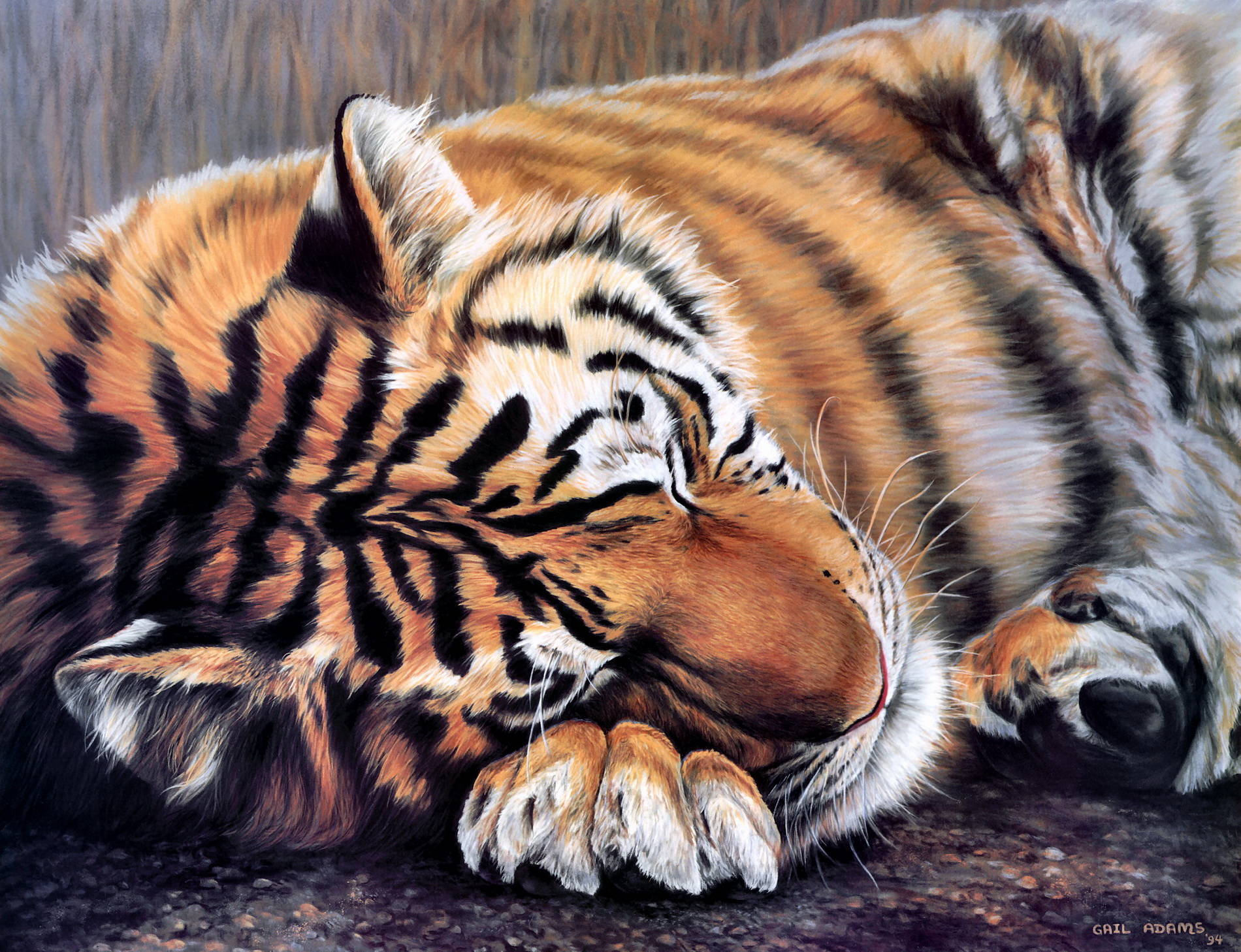 Спящий тигр рисунок