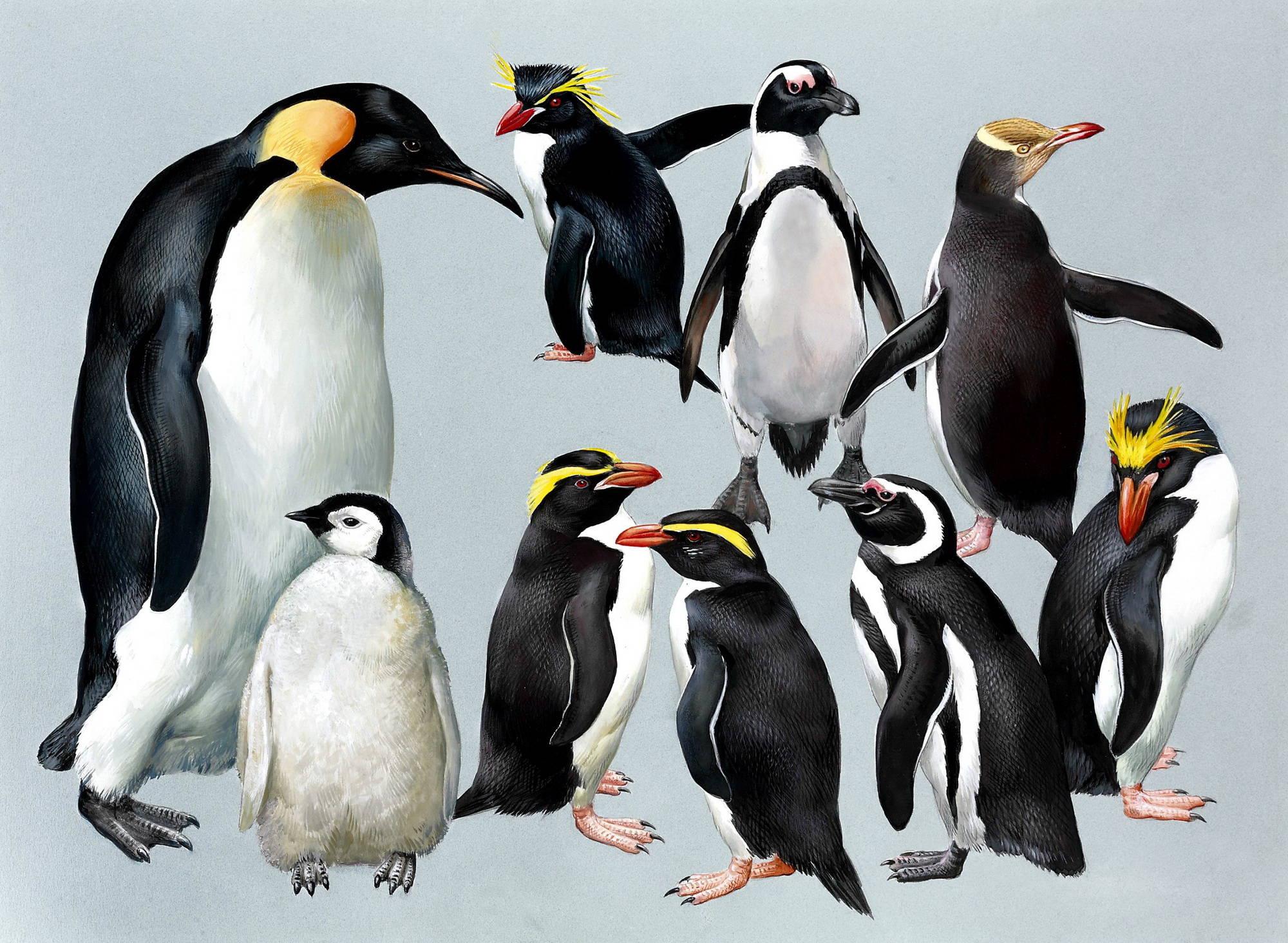 Пингвины коллаж