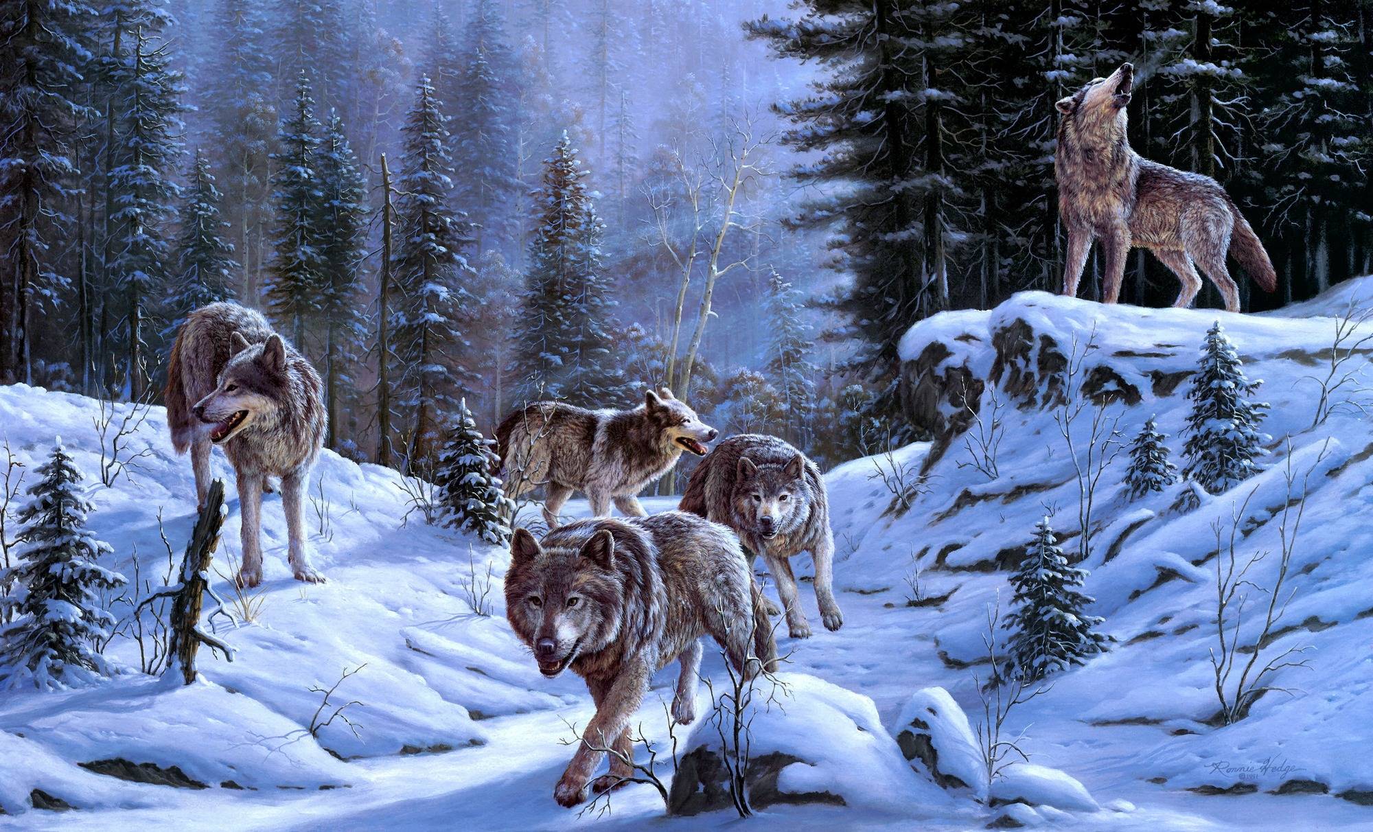 Волк зимой в лесу