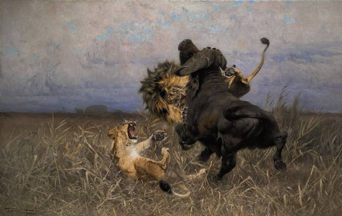 Бой льва с буйволом / Вильгельм Кухнерт - Wilhelm Kuhnert